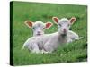 Lambs Two Lying Down in Field-null-Stretched Canvas