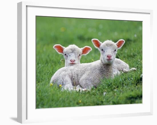 Lambs Two Lying Down in Field-null-Framed Photographic Print