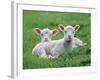 Lambs Two Lying Down in Field-null-Framed Photographic Print