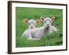 Lambs Two Lying Down in Field-null-Framed Photographic Print