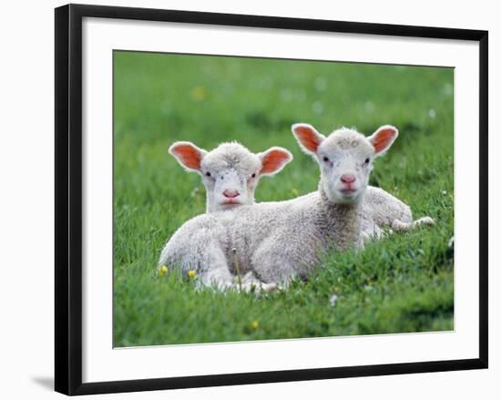 Lambs Two Lying Down in Field-null-Framed Photographic Print