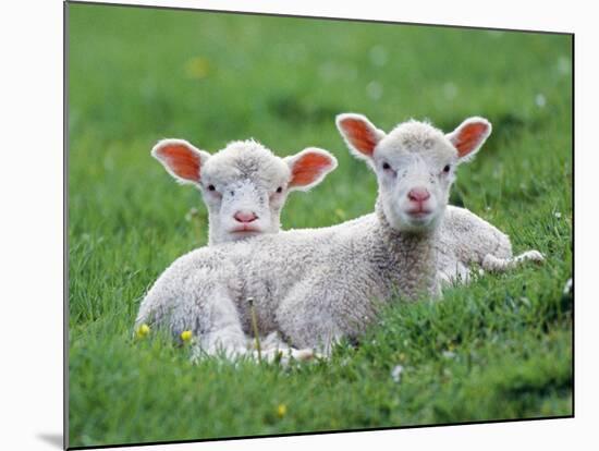 Lambs Two Lying Down in Field-null-Mounted Photographic Print