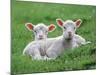 Lambs Two Lying Down in Field-null-Mounted Photographic Print