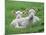 Lambs Two Lying Down in Field-null-Mounted Photographic Print
