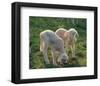 Lambs-null-Framed Premium Giclee Print