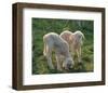 Lambs-null-Framed Premium Giclee Print