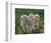 Lambs-null-Framed Premium Giclee Print