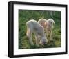 Lambs-null-Framed Art Print