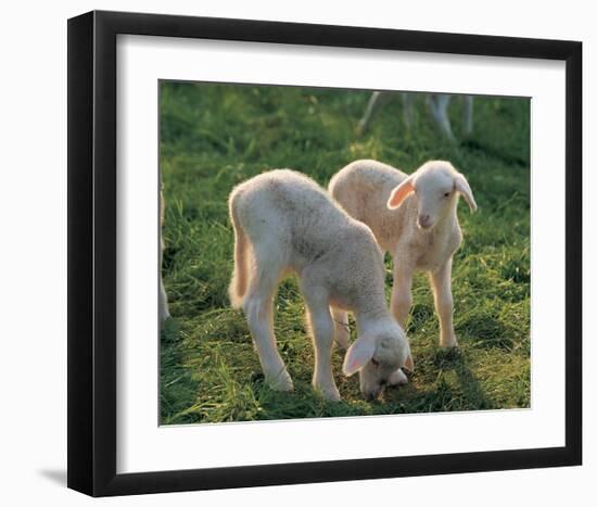 Lambs-null-Framed Art Print