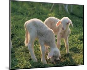 Lambs-null-Mounted Art Print