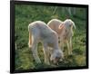 Lambs-null-Framed Art Print