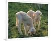 Lambs-null-Framed Art Print