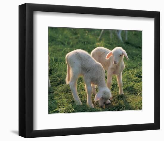 Lambs-null-Framed Art Print