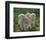 Lambs-null-Framed Art Print