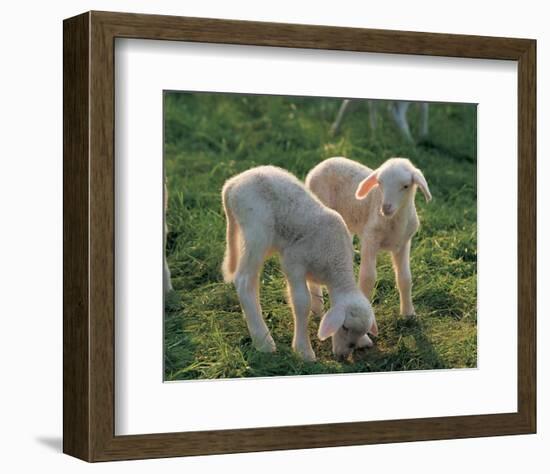 Lambs-null-Framed Art Print