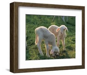 Lambs-null-Framed Art Print