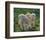 Lambs-null-Framed Art Print