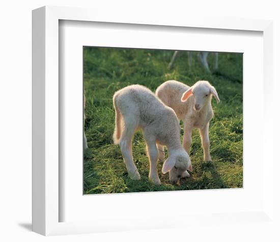 Lambs-null-Framed Art Print