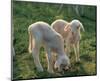 Lambs-null-Mounted Art Print