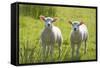 Lambs-null-Framed Stretched Canvas