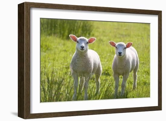 Lambs-null-Framed Photographic Print