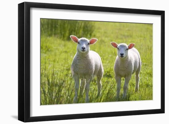 Lambs-null-Framed Photographic Print