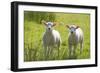 Lambs-null-Framed Photographic Print