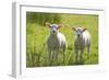 Lambs-null-Framed Photographic Print