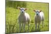 Lambs-null-Mounted Photographic Print