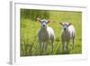 Lambs-null-Framed Photographic Print