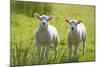 Lambs-null-Mounted Photographic Print