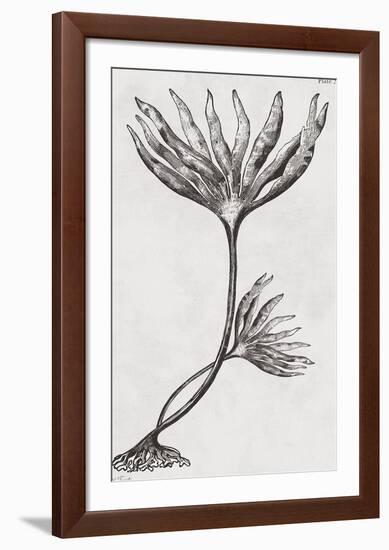 Laminaria digitata - Noir-Maria Mendez-Framed Giclee Print