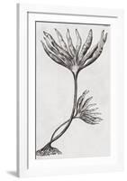 Laminaria digitata - Noir-Maria Mendez-Framed Giclee Print