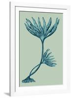 Laminaria digitata - Ocean-Maria Mendez-Framed Giclee Print