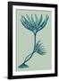 Laminaria digitata - Ocean-Maria Mendez-Framed Giclee Print