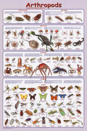 Laminated Poster, , large
