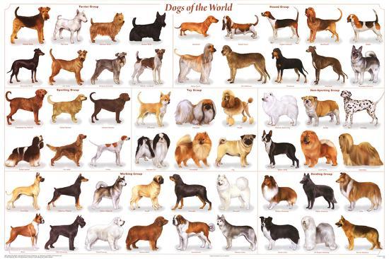 Laminated Poster, , large