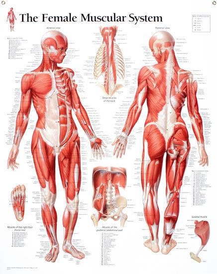 Laminated Poster, , large