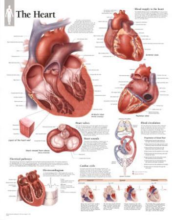 Anatomy of Heart Interior, Frontal Section