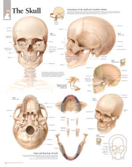 Laminated Poster, , large