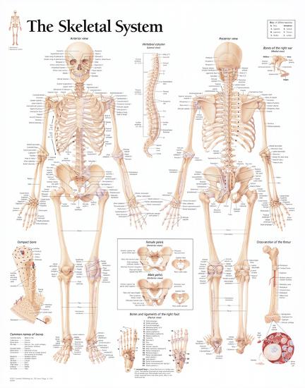 Laminated Poster, , large