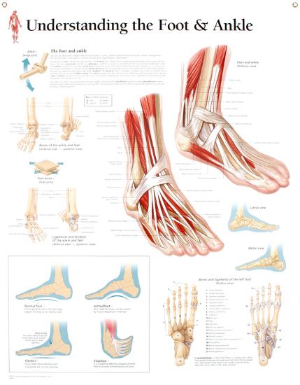 Laminated Poster, , large