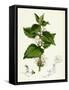 Lamium Album White Dead-Nettle-null-Framed Stretched Canvas