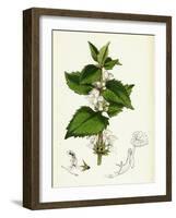 Lamium Album White Dead-Nettle-null-Framed Giclee Print