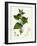 Lamium Album White Dead-Nettle-null-Framed Giclee Print