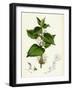 Lamium Album White Dead-Nettle-null-Framed Giclee Print