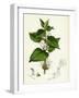 Lamium Album White Dead-Nettle-null-Framed Giclee Print