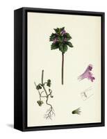 Lamium Incisum Cut-Leaved Dead-Nettle-null-Framed Stretched Canvas