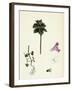 Lamium Incisum Cut-Leaved Dead-Nettle-null-Framed Giclee Print