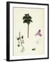 Lamium Incisum Cut-Leaved Dead-Nettle-null-Framed Giclee Print